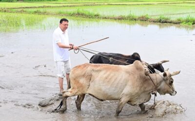 जय किसान: मुख्यमंत्री पुष्कर सिंह धामी ने की खेत में धान की रोपाई, किसानों के साथ बिताया समय–