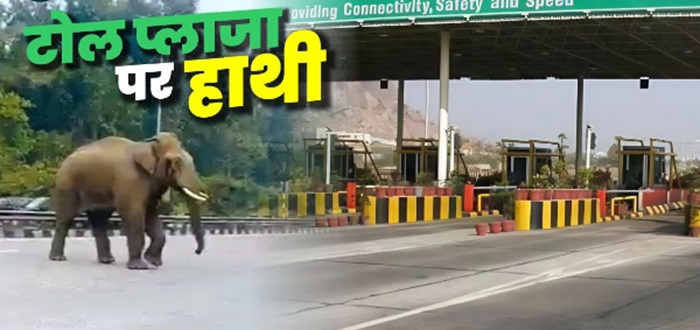 दहशत: देहरादून के लच्छीवाला टोल प्लाजा में आ धमके गजराज, एक कार को किया क्षतिग्रस्त–