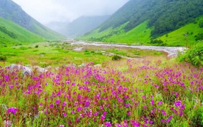 चमोली: विश्व प्रसिद्ध फूलों की घाटी पर्यटकों के लिए हुई बंद–