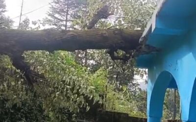 चमोली: राजकीय इंटर कॉलेज की लैब की क्षत पर गिरा भारी भरकम पेड़, क्षतिग्रस्त हुई छत–