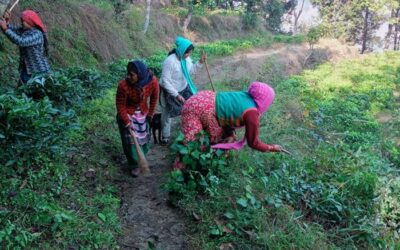 चमोली: भालू के हमलों से बचाव के लिए जिला पंचायत ने शुरु की कवायद, ग्रामीण क्षेत्रों में झाड़ी कटान शुरू–