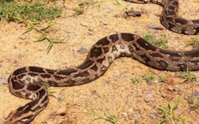 उत्तराखंड: हाईवे पर निकला विशालकाय अजगर, जेसीबी से किया रेस्क्यू, जंगल में छोड़ा–