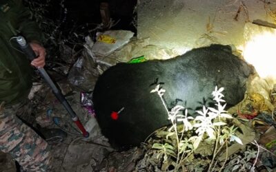 बिग ब्रेकिंग: केदारनाथ वन्यजीव प्रभाग ने छह साल के मादा भालू को ट्रेंकुलाइज कर पिंजरे में किया कैद–