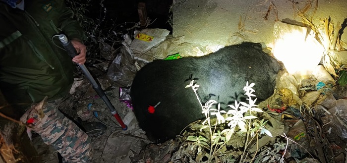 बिग ब्रेकिंग: केदारनाथ वन्यजीव प्रभाग ने छह साल के मादा भालू को ट्रेंकुलाइज कर पिंजरे में किया कैद–