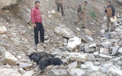 चमोली: एक और भालू मृत मिला, वन विभाग ने कब्जे में लेकर कराया पोस्टमार्टम–