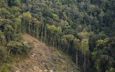 चमोली: चमोली जनपद में भालू-मानव संघर्ष रोकने को किया जा रहा वैज्ञानिक निरीक्षण–