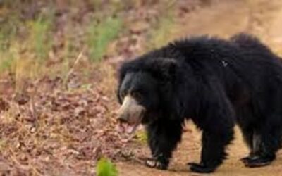 दहशत: भालू की शीत निंद्रा टूटी, महिला पर हमला कर किया घायल–