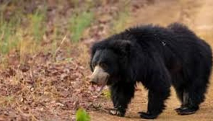 सांकेतिक फोटो-