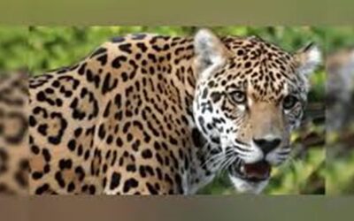 ​पिंजरे में कैद हुआ गुलदार: रुद्रप्रयाग के सिंद्रवाणी क्षेत्र में दहशत मचा रहा गुलदार पिंजरे में हुआ कैद, मिली बड़ी सफलता–