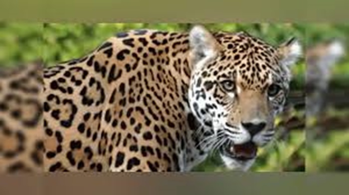 ​पिंजरे में कैद हुआ गुलदार: रुद्रप्रयाग के सिंद्रवाणी क्षेत्र में दहशत मचा रहा गुलदार पिंजरे में हुआ कैद, मिली बड़ी सफलता–