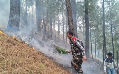 चमाेली: चीड़ के जंगल में भड़की आग, अग्नि शमन की टीम ने एक घंटे में बुझाई–