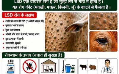 चमोली: पशुओं को लंपी स्किन डिजीज से बचाने के लिए पशुपालन विभाग ने जारी की एडवाइजरी–